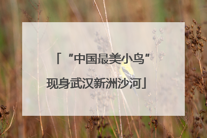 “中国最美小鸟”现身武汉新洲沙河