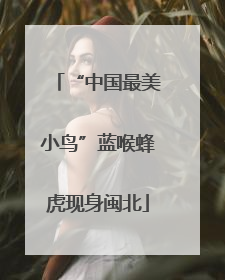 “中国最美小鸟”蓝喉蜂虎现身闽北