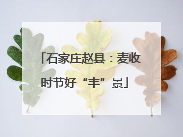 石家庄赵县：麦收时节好“丰”景