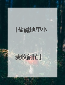 盐碱地里小麦收割忙