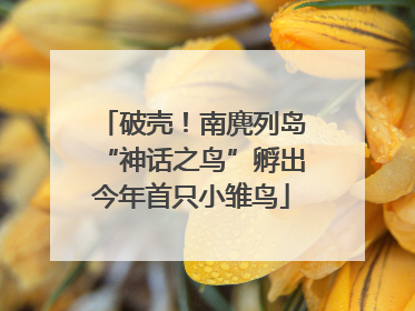 破壳！南麂列岛“神话之鸟”孵出今年首只小雏鸟