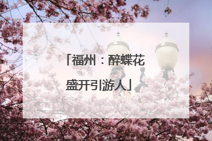 福州：醉蝶花盛开引游人