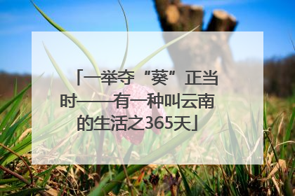 一举夺“葵”正当时——有一种叫云南的生活之365天