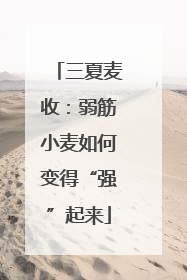 三夏麦收：弱筋小麦如何变得“强”起来
