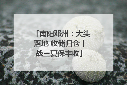 南阳邓州：大头落地 收储归仓丨战三夏保丰收