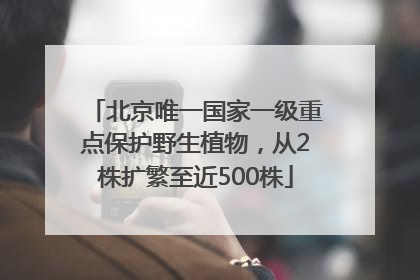 北京唯一国家一级重点保护野生植物，从2株扩繁至近500株