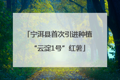 宁洱县首次引进种植“云淀1号”红薯
