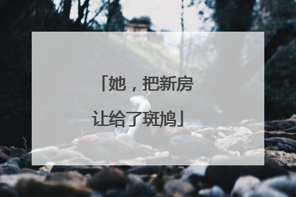 她，把新房让给了斑鸠