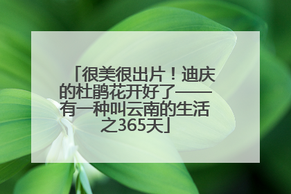 很美很出片！迪庆的杜鹃花开好了——有一种叫云南的生活之365天