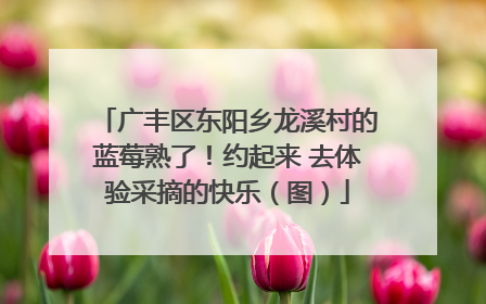 广丰区东阳乡龙溪村的蓝莓熟了！约起来 去体验采摘的快乐（图）
