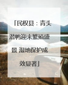 民权县：青头潜鸭迎来繁殖盛景 湿地保护成效显著
