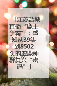 江苏盐城直播“鹿王争霸”：感知从39头到8502头的麋鹿种群复兴“密码”