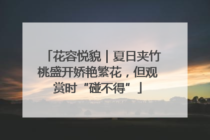 花容悦貌｜夏日夹竹桃盛开娇艳繁花，但观赏时“碰不得”