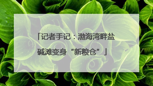 记者手记：渤海湾畔盐碱滩变身“新粮仓”