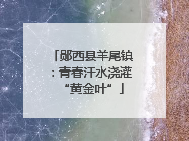 郧西县羊尾镇：青春汗水浇灌“黄金叶”